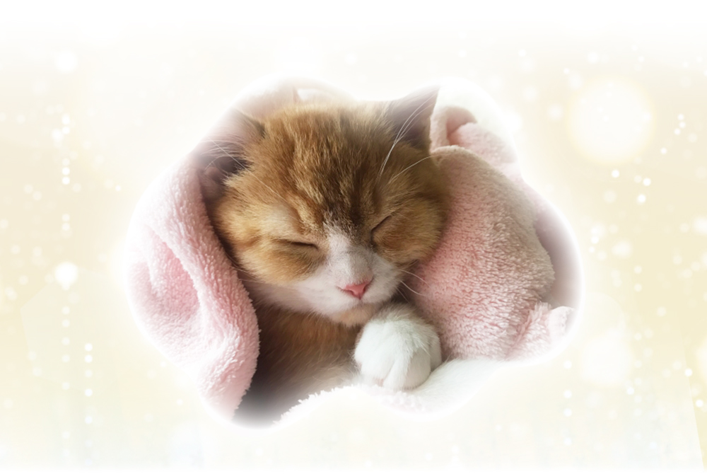 すやすや眠るネコ