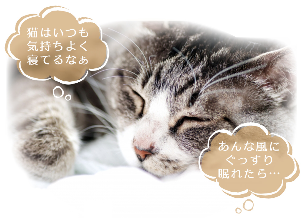 気持ち良さそうに眠るネコ